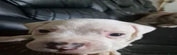 American Bulldog dogs for sale: My last baby boy - Advert 5