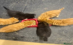 Mixed Breed cats for sale: Beautiful mixed exotic kittens  - Image 12