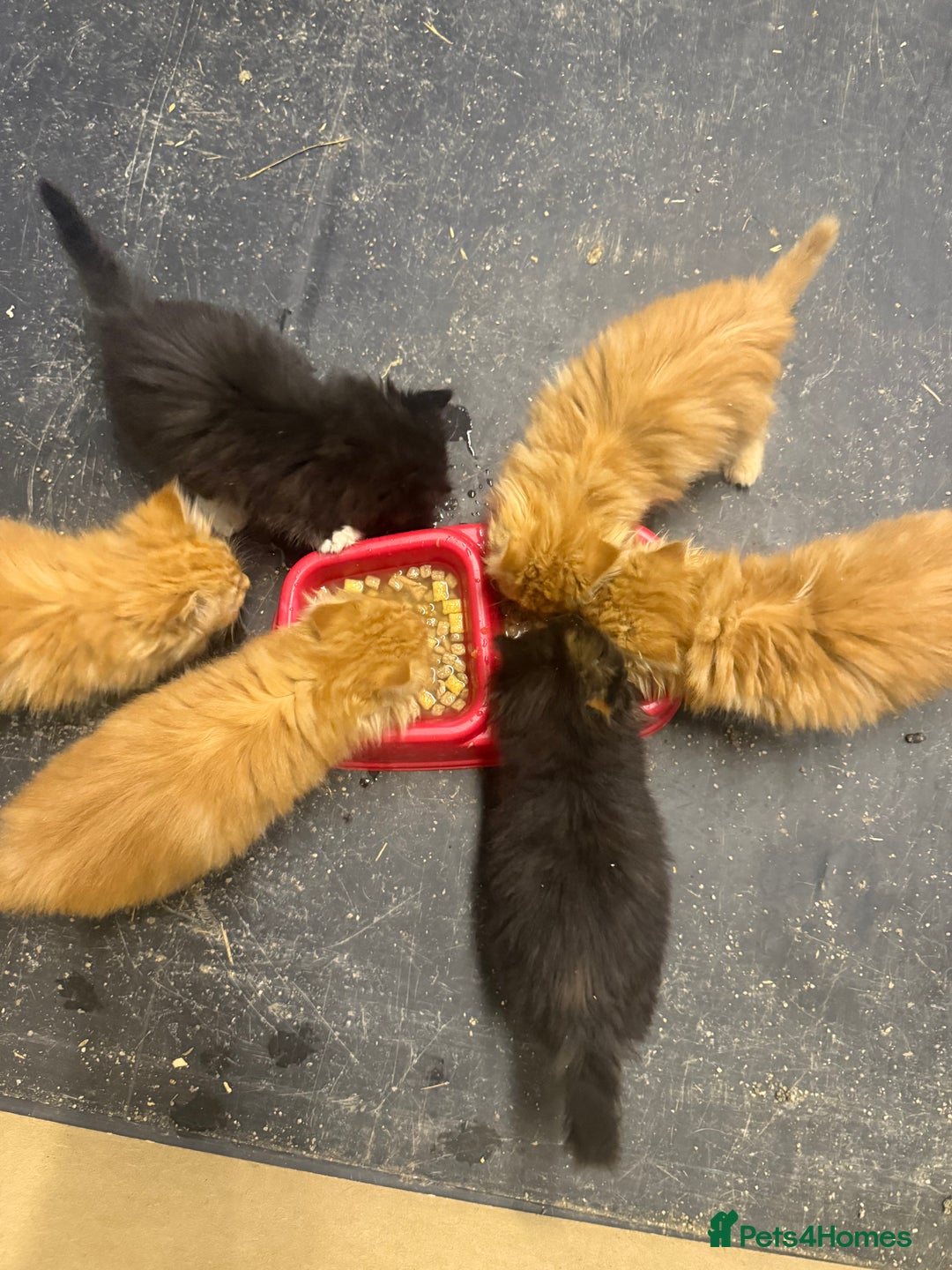 Mixed Breed cats for sale: Beautiful mixed exotic kittens  - Image 12