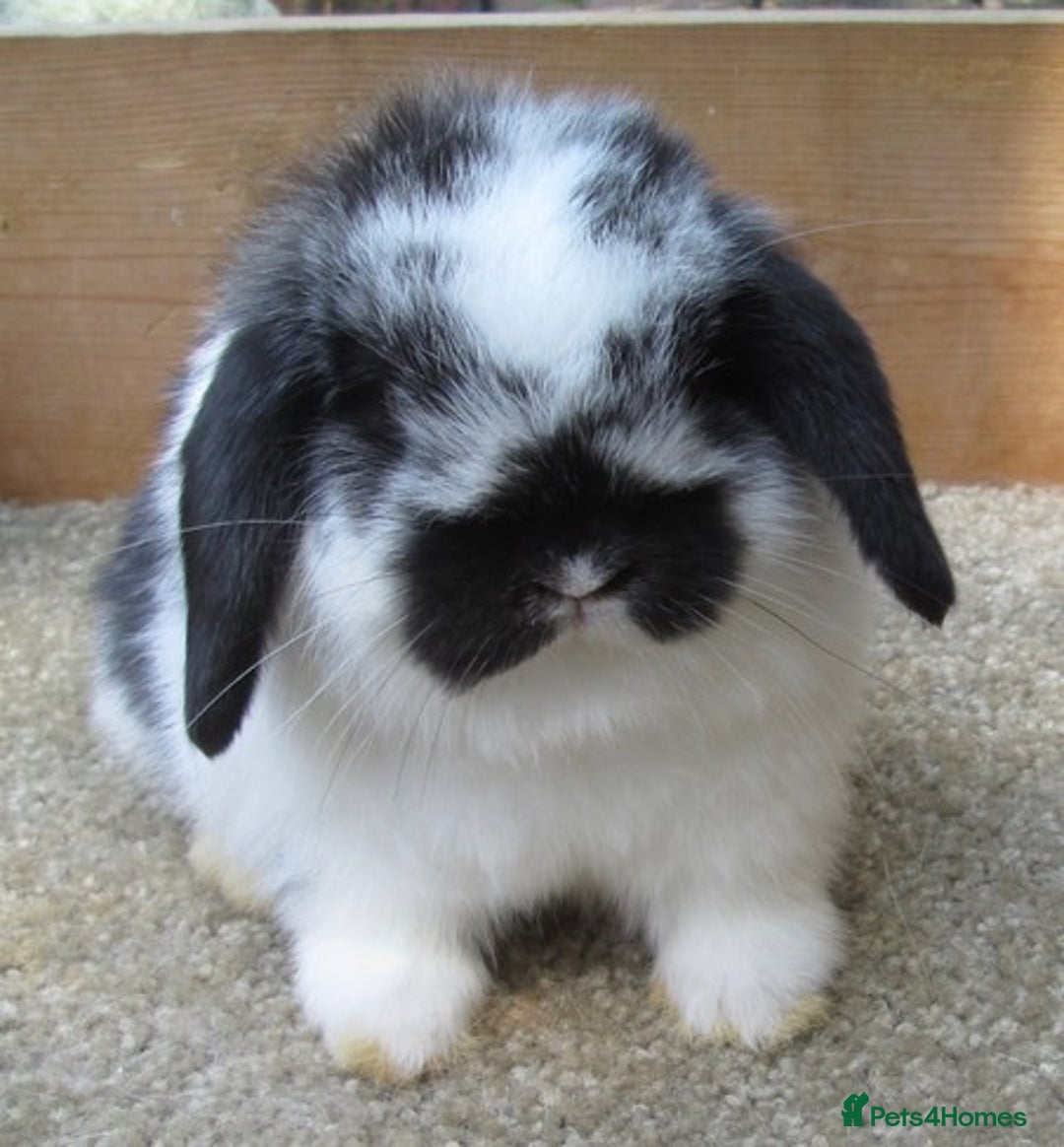 Mini Lop rabbits for sale: Stunning babies various ages vaccinated  - Advert 35
