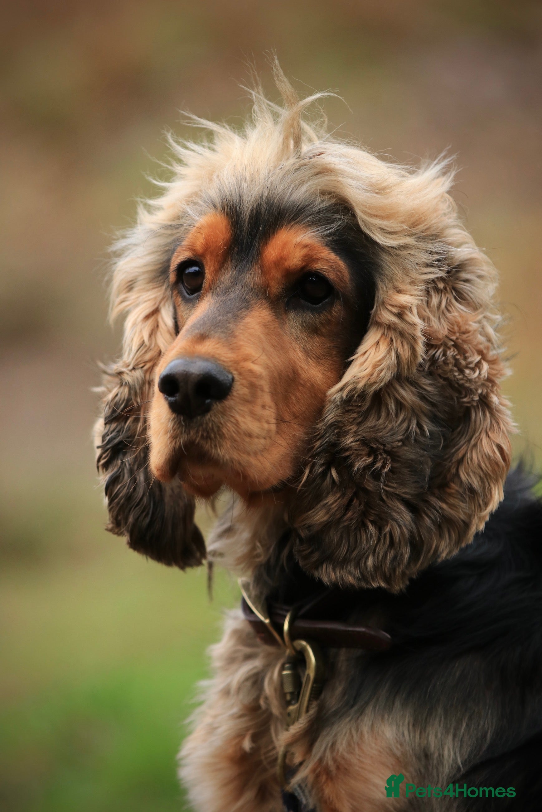 Cocker Spaniel dogs Beautiful Stud in Gloucester - Advert 2