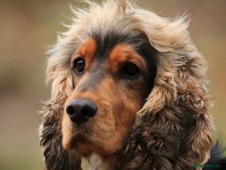 Cocker Spaniel dogs Beautiful Stud in Gloucester - Advert 7