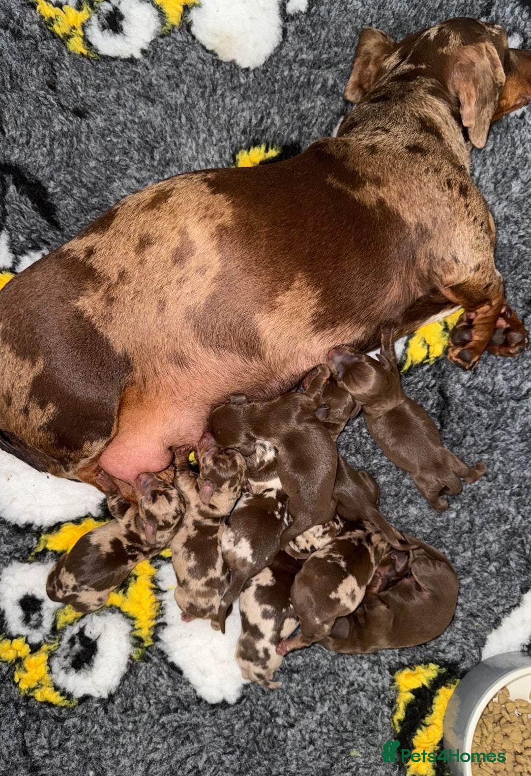 Miniature Dachshund dogs for sale: 🩷💙Stunning KC Mini Dachshund Puppies💙 - Image 18