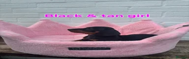 Dachshund 2