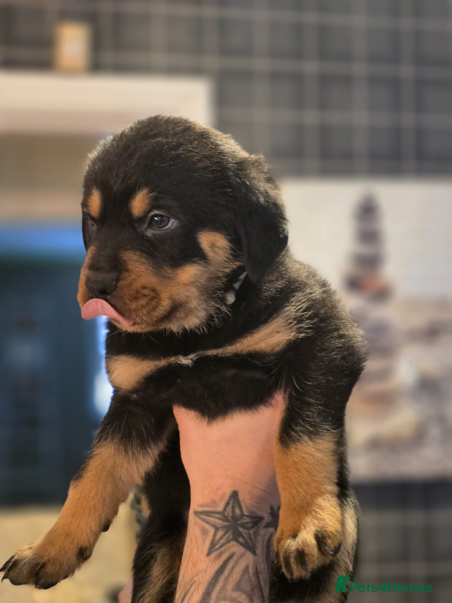 Rottweiler dogs Stunning KC REGISTERED chunky rottweiler  - Advert 6