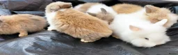Lionhead rabbits for sale: Beautiful Lionhead Baby Bunnies – Very Friendly! in Smethwick - Advert 5