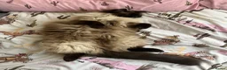Ragdoll cats for sale: Gorgeous Ragdoll for rehoming - Advert 3