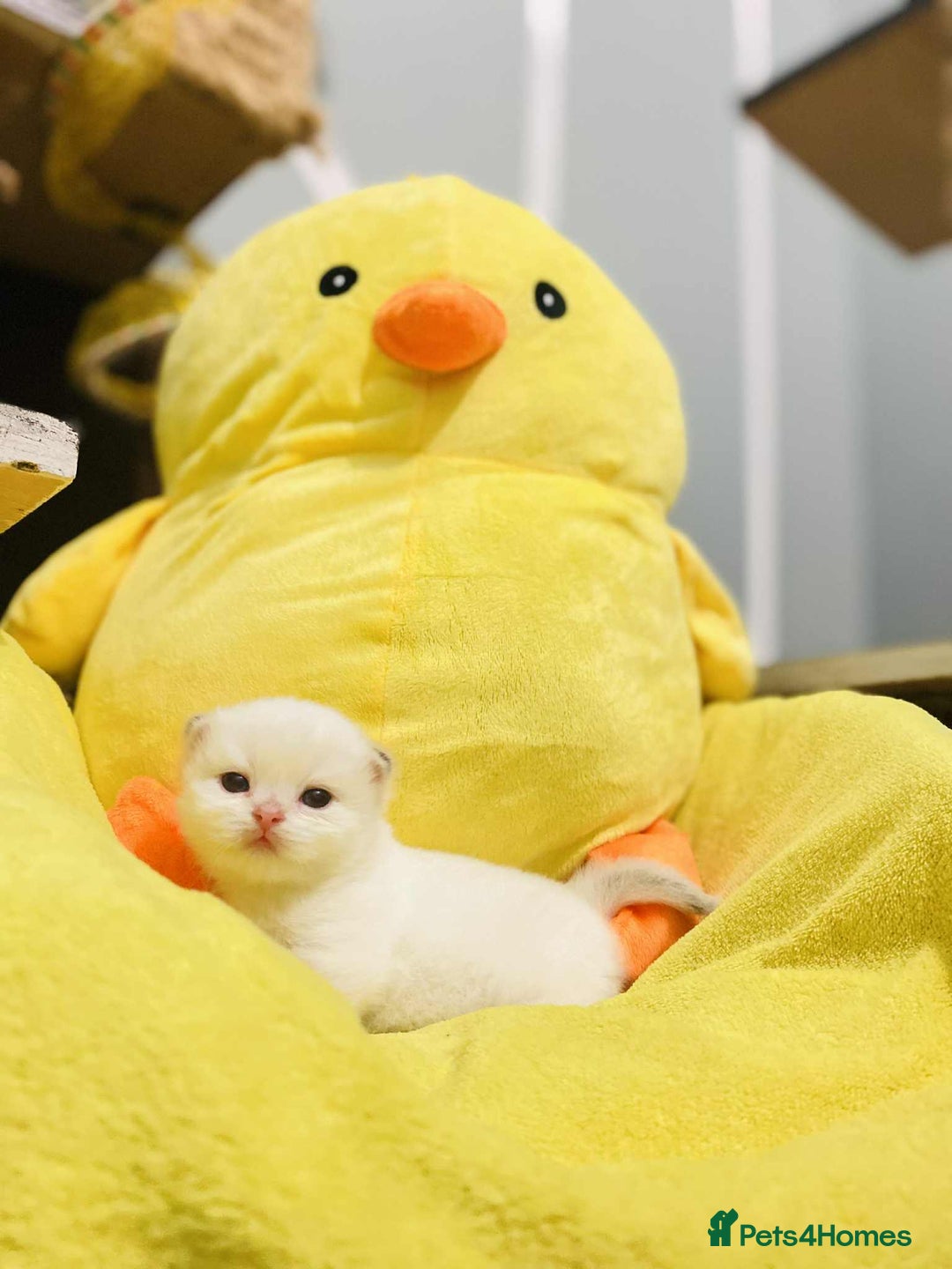 British Longhair cats for sale: 🐾🤩❤️Gold Angels - tiny stars 🐾❤️🐱 - Image 25