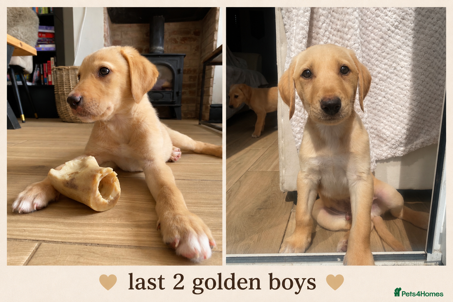 Mixed Breed dogs *Last 2 golden Lurcher puppies ready forever homes - Advert 17