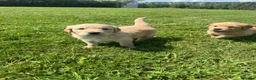 Golden Retriever dogs for sale: 1 Gorgeous Golden Retriever  Health Tested  - Advert 17