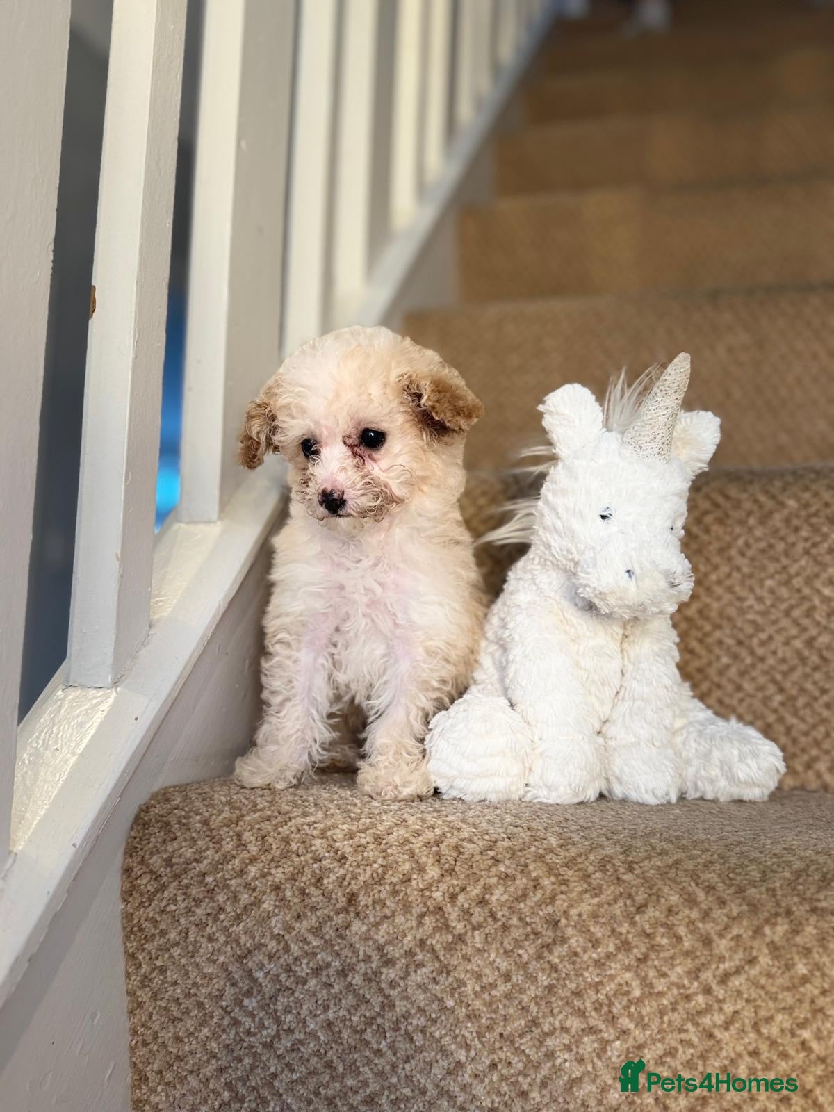 Cavapoo dogs Final Beautiful F1b Cavapoo puppie remaining  - Advert 3