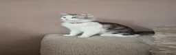 Mixed Breed cats for sale: Mixed breed fluffy mid-long fur kittens for sale - Advert 9