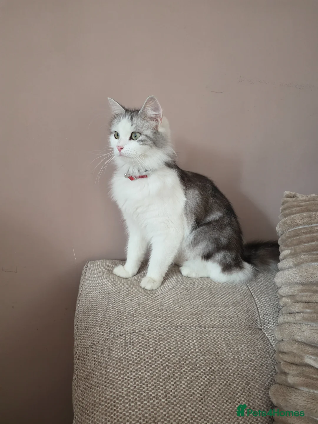 Mixed Breed cats for sale: Mixed breed fluffy mid-long fur kittens for sale - Advert 9
