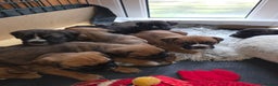 Mixed Breed dogs for sale: Boxer x cane corso puppies - Advert 9