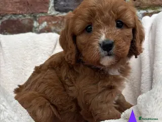 Cavapoo dogs Stunning DNA Tested Cavapoo F1 Puppies Red - Advert 8