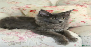 Maine Coon cats - Advert 7