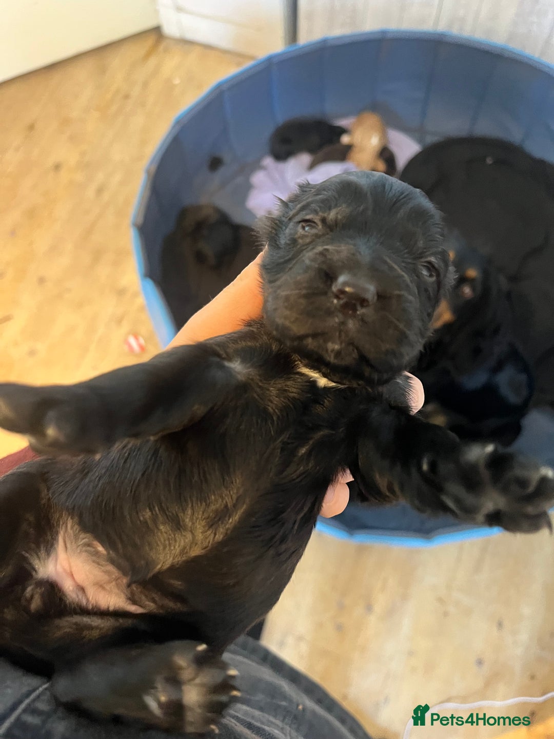 Cocker Spaniel dogs for sale: Cocker spaniel puppies - Image 20