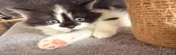 Mixed Breed cats for sale: Mixed Bread kittens - Advert 4