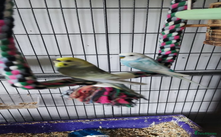 Parrots birds - Advert 1