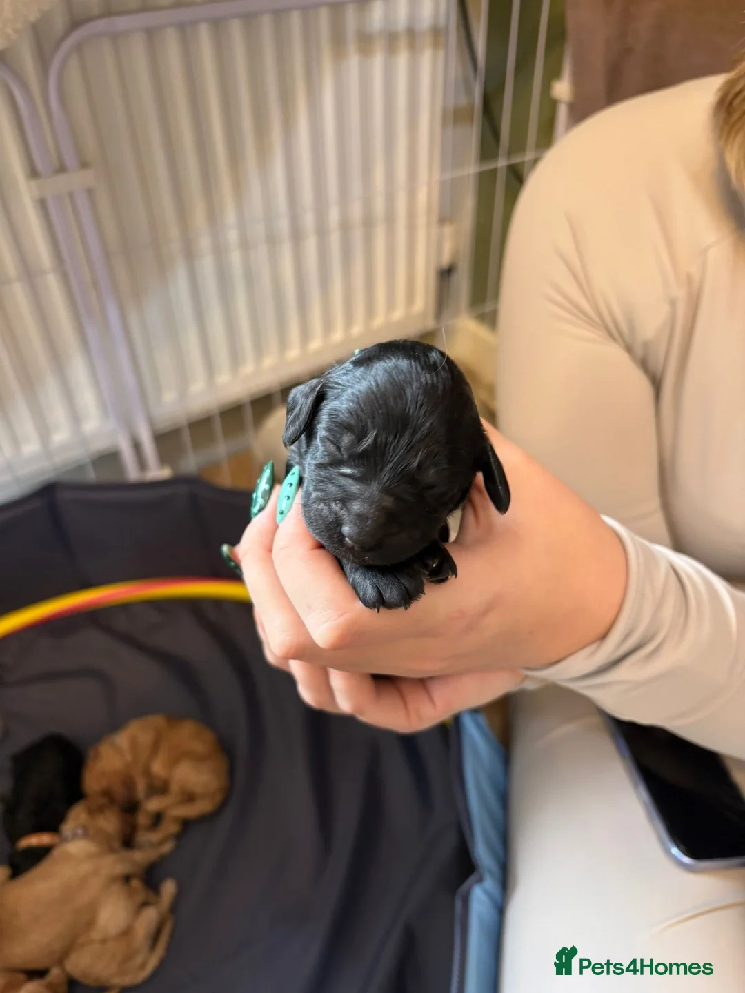 Mixed Breed dogs for sale: Double doodles  - Advert 2