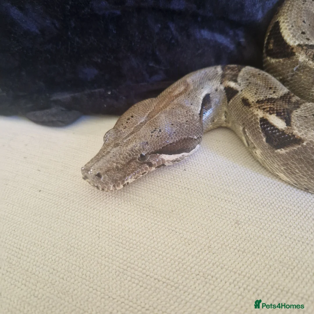 Boa Snake reptiles for sale: Boa and 4ft viv in Peterlee - Advert 1