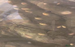 Cichlids fish for sale: Rainbow cichlids  - Image 4