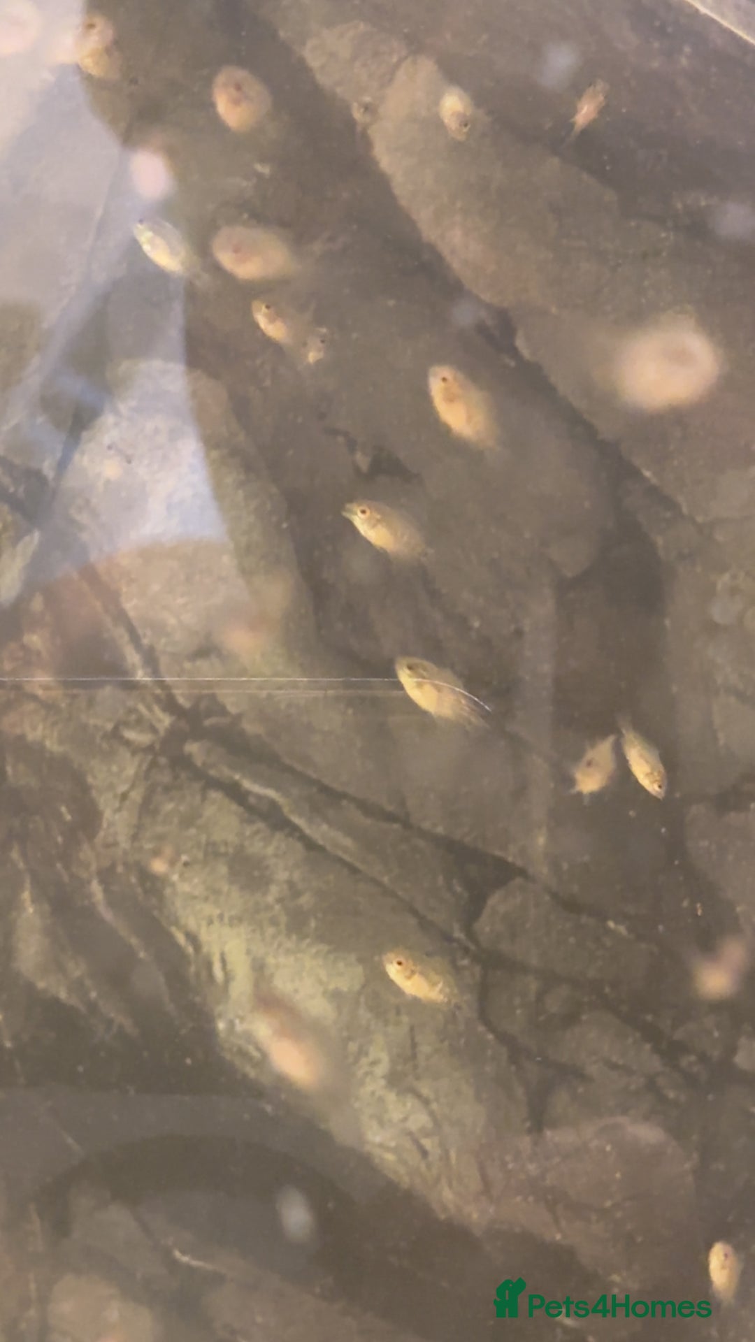 Cichlids fish for sale: Rainbow cichlids  - Image 4