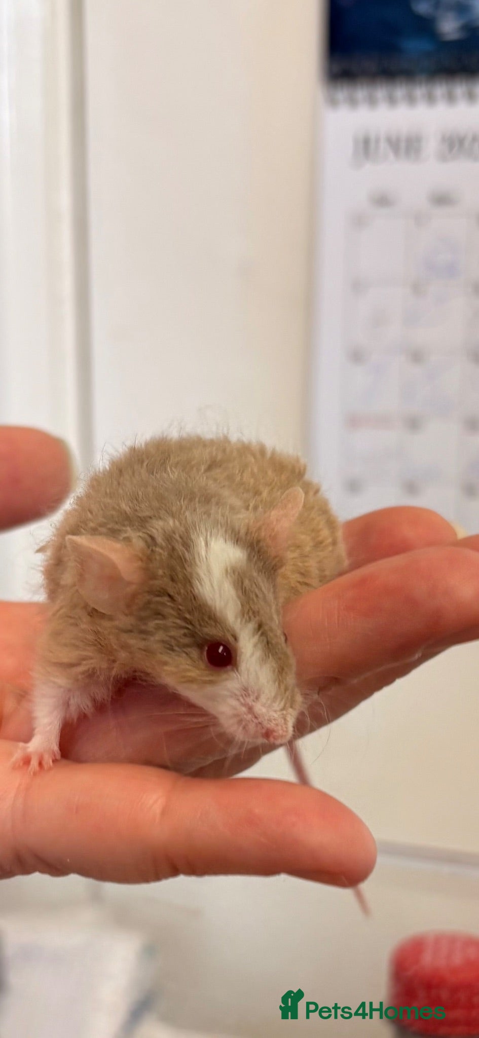 Mouse rodents Baby male fancy mice  - Advert 9
