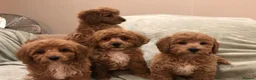 Cavapoo dogs for sale: 🐾Adventures of a curly cavapoo🐕 in Chessington - Advert 16