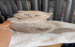 British Shorthair cats for sale:  Absolutely Beautiful BSH Champion Line kittens  - Image 16