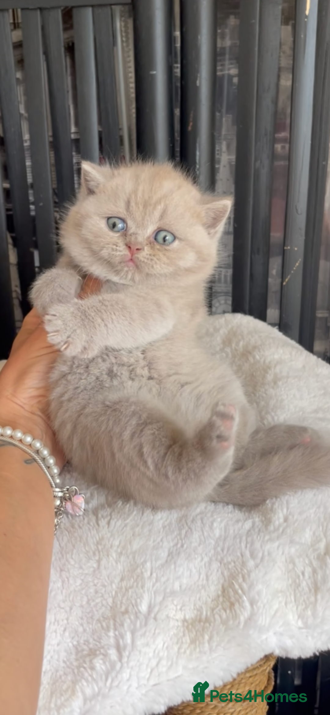British Shorthair cats for sale:  Absolutely Beautiful BSH Champion Line kittens  - Image 16