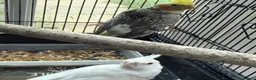 Cockatiels birds for sale: Albino / pied Cockatiels for sale with cage.  - Advert 3