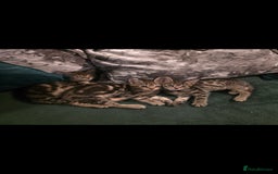 Savannah cats for sale: Savannah x Kittens - Image 7