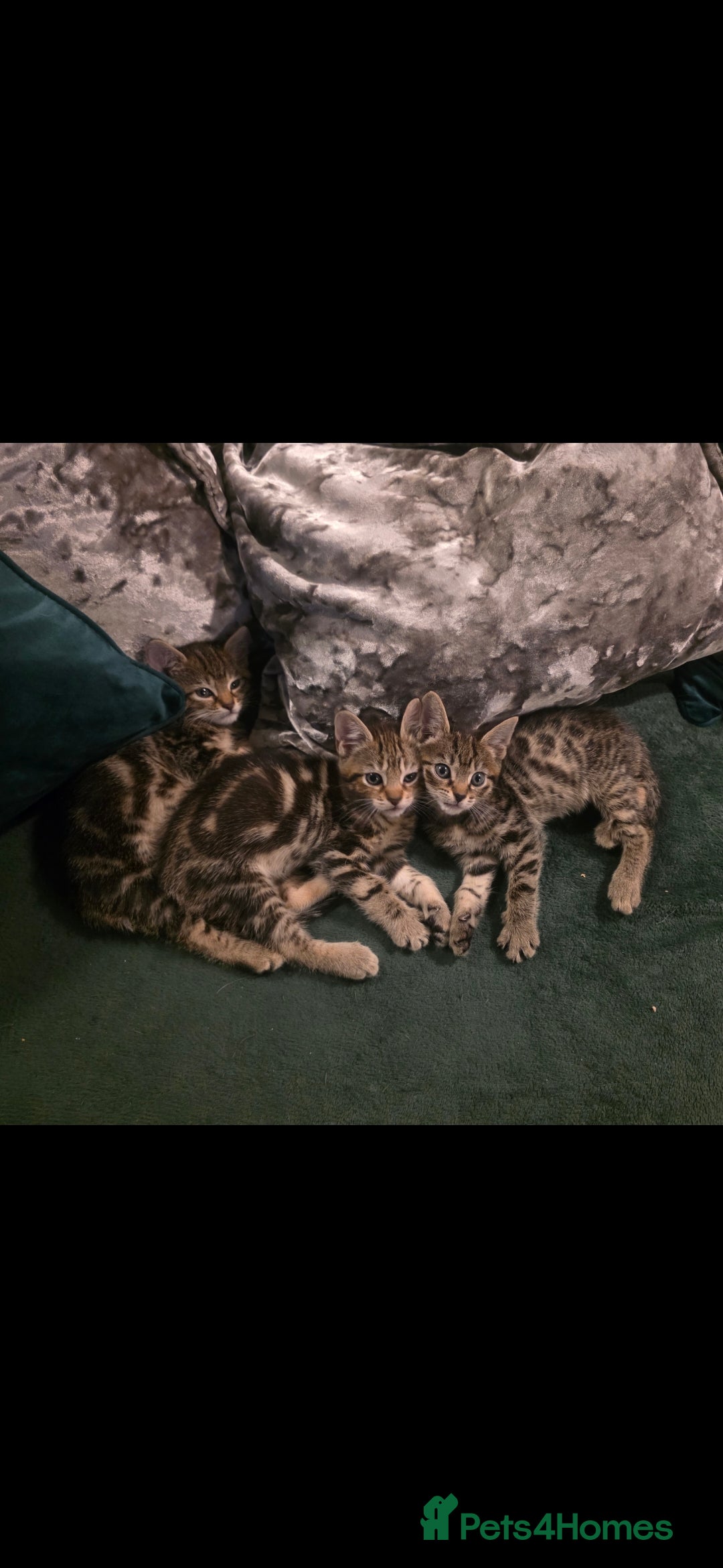 Savannah cats for sale: Savannah x Kittens - Image 7