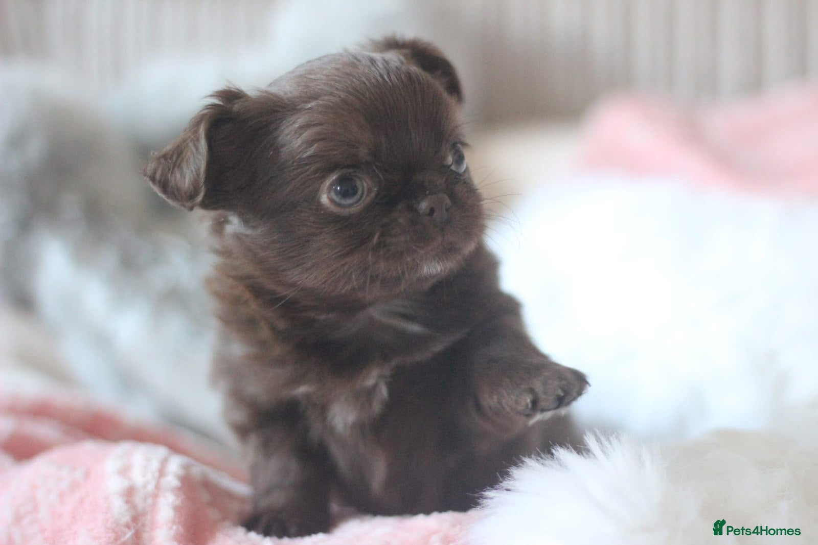 Chihuahua dogs OUTSTANDING QUALITY KC REG CHIHUAHUA PUPPIES 🐶🤎 - Advert 2