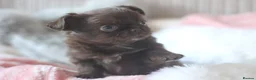 Chihuahua dogs for sale: OUTSTANDING QUALITY KC REG CHIHUAHUA PUPPIES 🐶🤎 - Advert 2