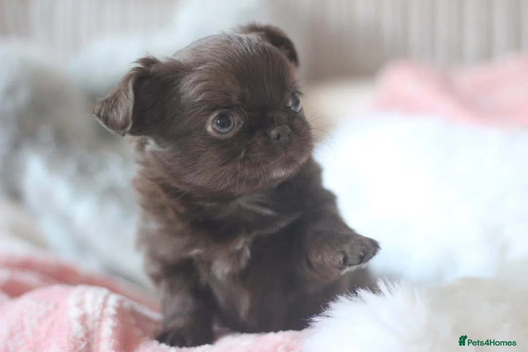 Chihuahua dogs for sale: OUTSTANDING QUALITY KC REG CHIHUAHUA PUPPIES 🐶🤎 - Advert 2