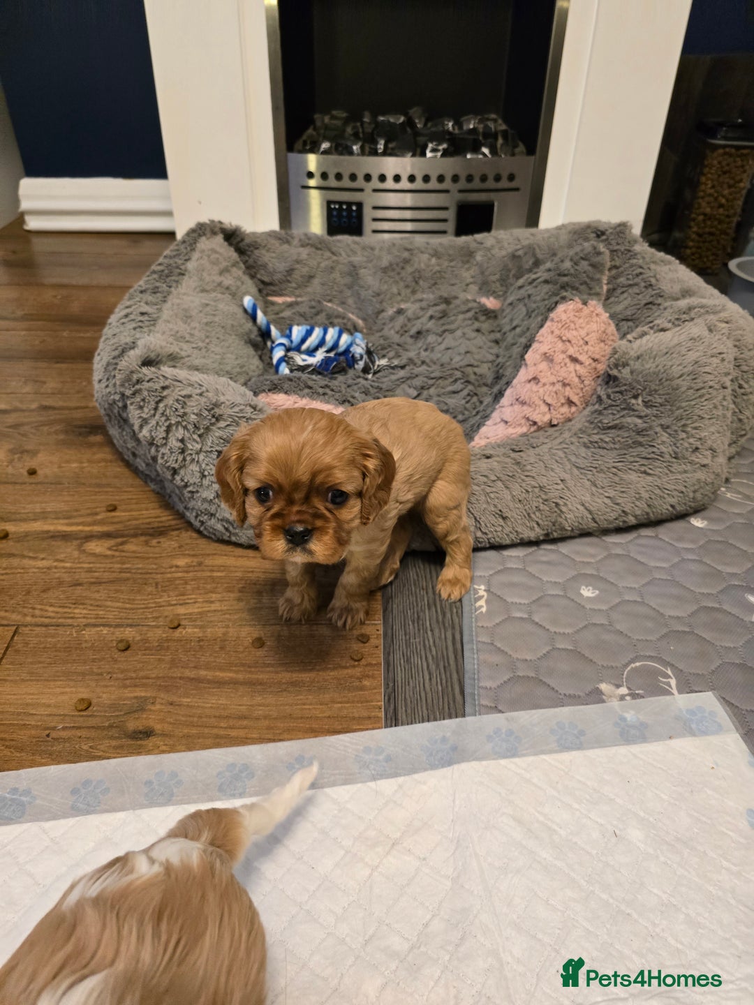 Cavalier King Charles Spaniel dogs for sale: Beautiful KC Registered. Health Tested Parents. - Advert 15