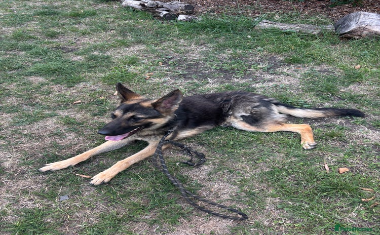 German Shepherd dogs - Advert 1