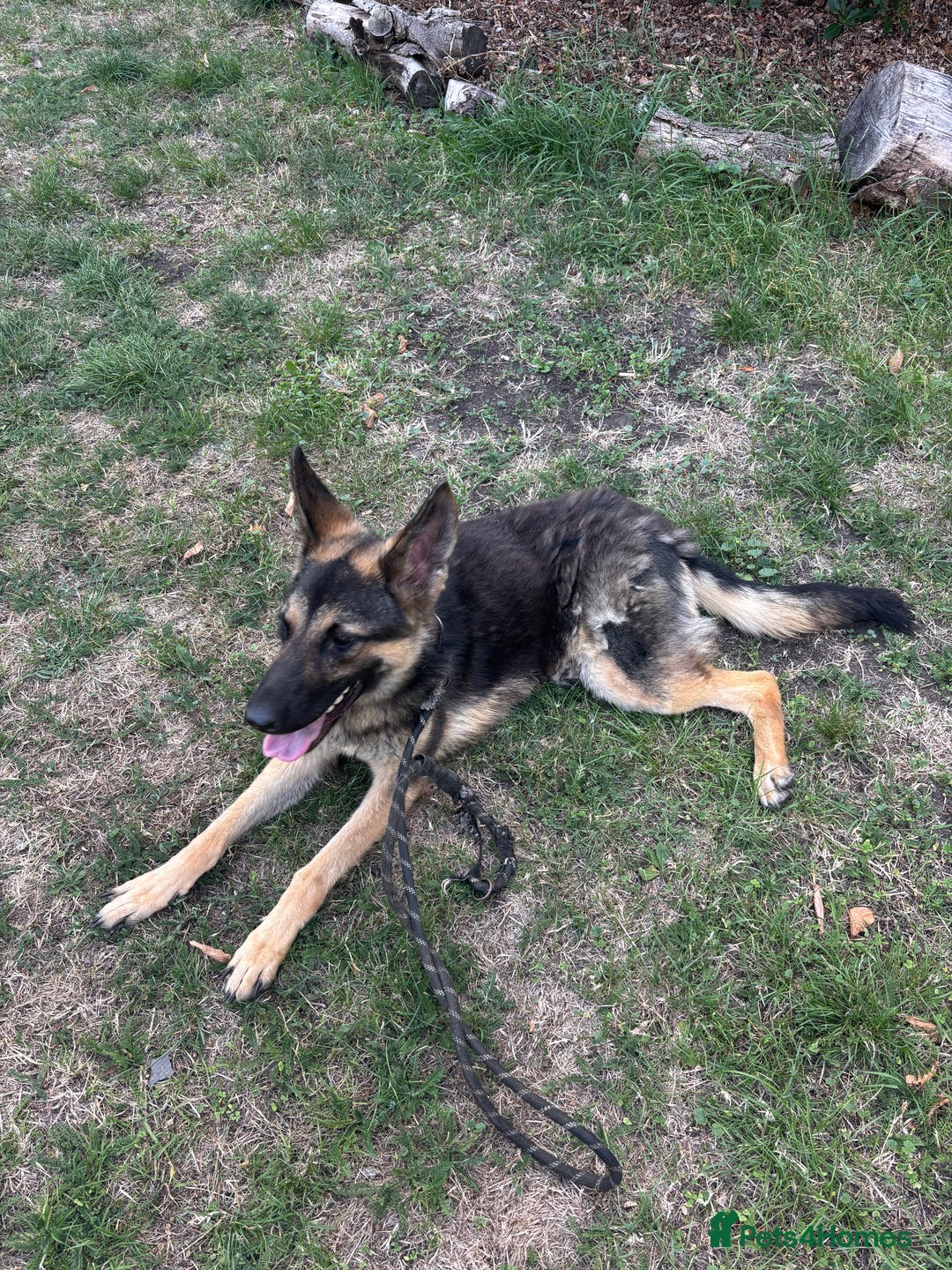 German Shepherd dogs for sale: German Shepherd Looking for a Loving Home - Image 1