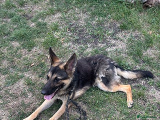 German Shepherd dogs - Advert 1