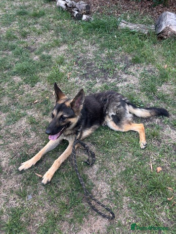 German Shepherd dogs - Advert 6