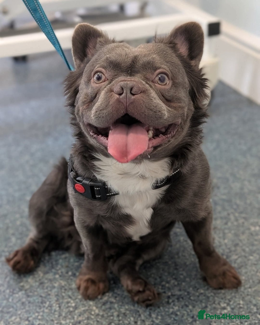 French Bulldog dogs for sale: Out standing french bulldogs merles carry fluffy - Advert 10