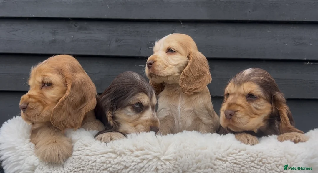 Cocker Spaniel dogs for sale: Sable Show Cocker Spaniels  - Advert 5