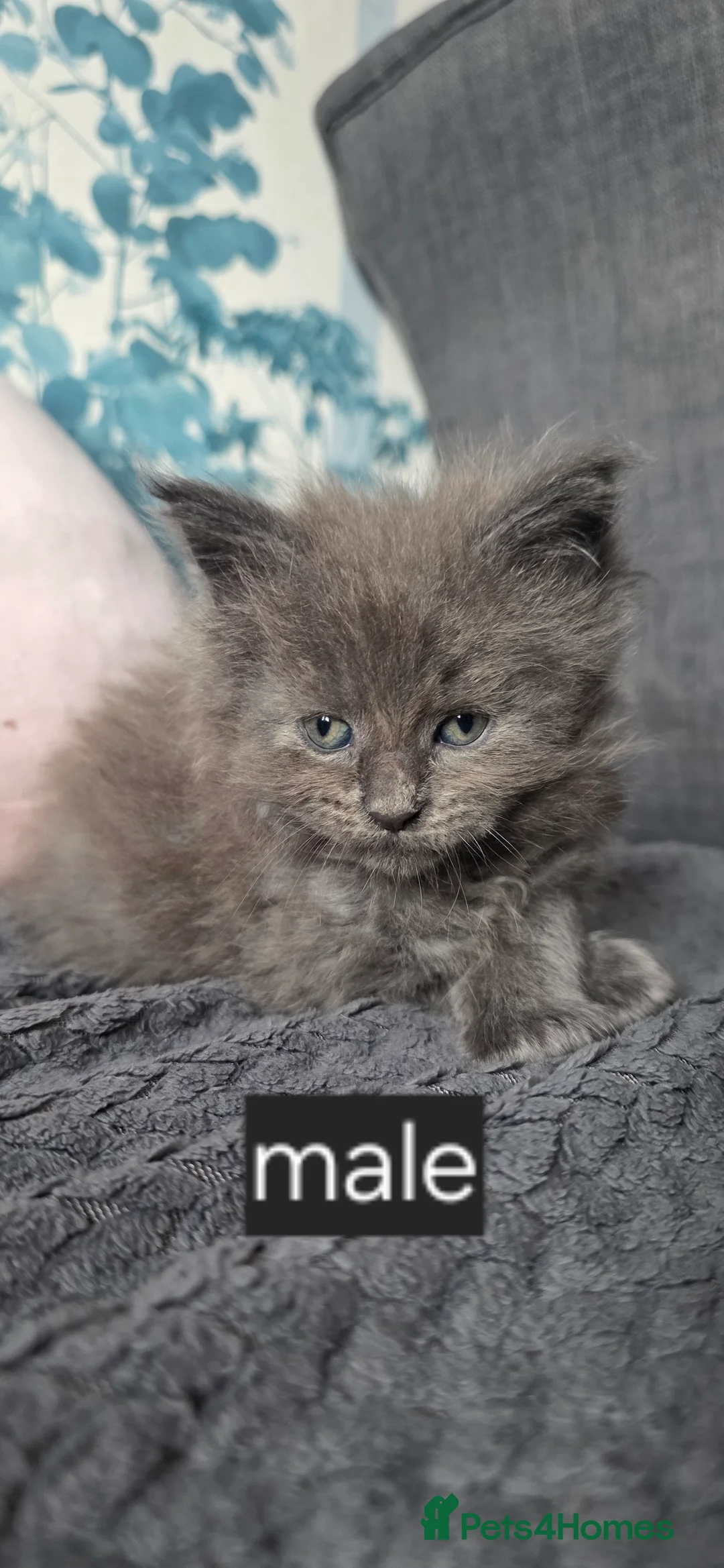 Maine Coon cats for sale: Maine Coon  in Blairgowrie - Advert 8