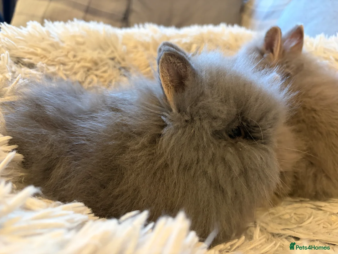 Lionhead rabbits for sale: Double mane lion head baby’s for sale  - Advert 2