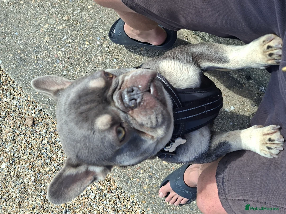 French Bulldog dogs for sale: French bulldog - Advert 2