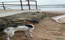 German Shorthaired Pointer dogs for sale: gsp for rehoms - Image 2