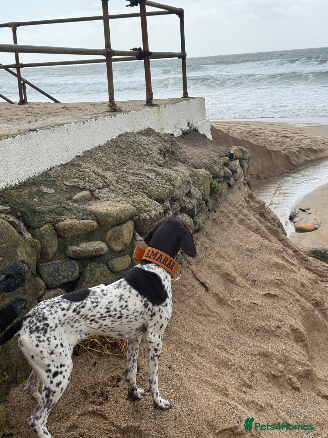 German Shorthaired Pointer dogs for sale: gsp for rehoms - Image 2