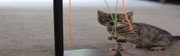 Mixed Breed cats for sale: 2 beautiful tabby girls for sale - Advert 4